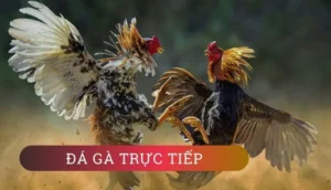 Cách Chơi Đá Gà WS168 Tại DAGA: Hướng Dẫn Vui Vẻ Cho Tân Thủ