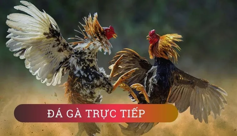 Cách Chơi Đá Gà WS168 Tại DAGA: Hướng Dẫn Vui Vẻ Cho Tân Thủ