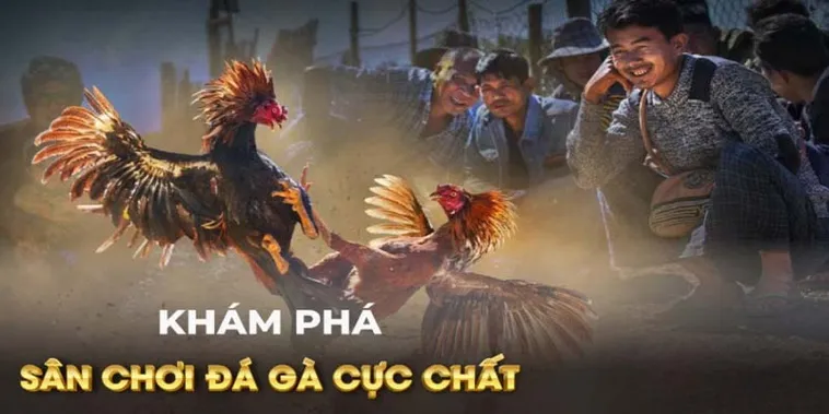 Cách Chơi Đá Gà GA28 Tại DAGA Đỉnh Cao Giải Trí Kê Thủ 2 Cách Chơi Đá Gà GA28 Tại DAGA Đỉnh Cao Giải Trí Kê Thủ